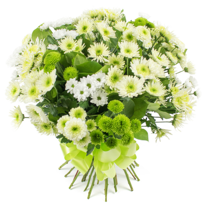 Set against a crisp white backdrop, a meticulously crafted chrysanthemum bouquet appears almost to glow, its palette restricted to serene whites, creamy tones, and vivid greens that echo the fresh, leafy feel of nearby Epping Forest. The central focus is a generous mass of chrysanthemum blooms, many of them medium to large heads with tightly layered petals in pure white and soft cream. These petals curve slightly inward and then flare out, creating rounded, plush forms that sit closely together and suggest softness to the touch. Nestled amongst them, like stars in a milky sky, are smaller spray chrysanthemum clusters, their daisy-like shapes and petite white petals lending lightness and air between the more substantial flowers. Scattered through this sea of white are striking lime green pompon chrysanthemums, each a compact, spherical button made of countless tiny petals, their colour an intense, grassy green that adds a modern, energising contrast without overpowering the overall calm. Darker green leaves, likely chrysanthemum foliage, weave through the design, some partially hidden, some clearly visible, providing structure and reinforcing the natural, garden-fresh impression one might associate with homes around Coopersale or Ivy Chimneys. The stems are drawn tightly together at the base, their natural green and brown tones visible where they emerge from a beautifully tied lime green satin ribbon. This ribbon is wide, glossy, and fashioned into a full, multi-looped bow, mirroring the hue of the pompon flowers. The bouquet feels both traditional and contemporary, making it an ideal choice for a dining table in Epping, a thoughtful housewarming gift, or a gentle expression of sympathy that brings light without overwhelming colour.