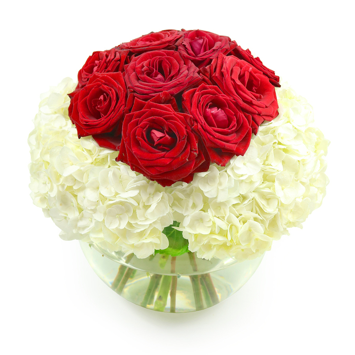 An elegant anniversary bouquet is displayed in a simple studio-style setting, with a crisp white background that makes every detail of the flowers stand out, much like how a carefully placed arrangement would glow on a dining table in an Epping townhouse. At the focal point of the design, a tightly grouped cluster of approximately ten deep red roses forms a generous dome. Each rose is beautifully formed, its velvety petals layered in neat spirals, some opening wide to reveal their full, romantic hearts, others still cupped and slightly closed, suggesting freshness and longevity. The red is a true, classic crimson, neither too dark nor too bright, conveying warmth, affection, and enduring passion. Nestled beneath this crown of roses is a lush, rounded mass of white hydrangeas that spills outward to form the base of the arrangement. The hydrangea blooms are composed of countless small florets, each petal slightly curved, creating a soft, cloud-like texture that contrasts gracefully with the more defined structure of the roses. The colours remain clean and sophisticated: creamy white, rich red, and accents of fresh green visible through the transparent glass vase. The vase itself is a clear, round fishbowl style, half-filled with water, where the stems criss-cross in gentle lines, adding a sense of depth and structure. There is no added foliage or distraction, just the pure dialogue between two classic flowers. This composition feels both contemporary and timeless, perfect for an anniversary dinner at home near Epping Forest, a special delivery to a loved one living off Theydon Road, or as a refined centrepiece for a celebration hosted in one of Epping's charming local venues.