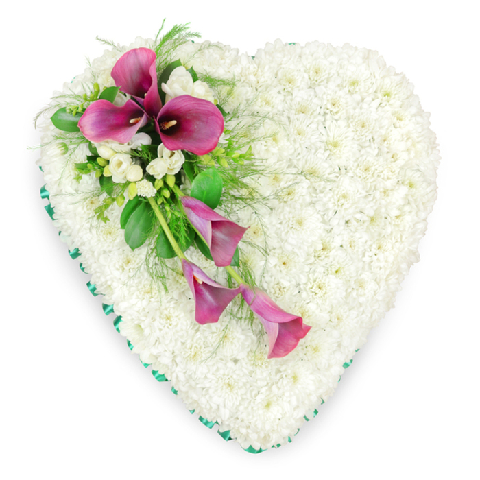 This photograph shows a carefully crafted heart-shaped funeral tribute resting against a clean white backdrop, the lighting soft and even so that every bloom appears fresh and luminous. The main body of the heart is densely paved with hundreds of tiny, snow-white spray chrysanthemums, each blossom meticulously placed so that no gaps are visible. Their rounded petals overlap to form a dense, cushion-like surface that looks comforting and serene, symbolising purity, peace, and gentle farewell. Tracing every curve of the heart is an emerald green satin ribbon, smoothly pleated and neatly pinned, giving the design a defined outline and a subtle hint of formality. From the upper left curve of the heart, an elegant diagonal spray of rich magenta calla lilies sweeps towards the lower centre. The calla lilies display their distinctive, sculptural funnel shapes, with a few blooms standing proud and fully open at the top of the cluster, showcasing deep, velvety interiors, while others arc downward in more slender, partially curled forms, like a slow, graceful cascade. among the callas, small clusters of white freesias or similarly delicate blossoms nestle, their soft, slightly flared petals introducing another layer of texture and suggesting a light, sweet fragrance. Tufts of airy fern and glossy dark green leaves are interspersed through the spray, adding movement, shape, and contrast against the white chrysanthemum base. This is the kind of dignified tribute often chosen by families in Epping for services held around the High Street or near Epping Forest, a piece that speaks of lasting affection and respect. Every element of the design feels intentional, as if composed by a florist who understands how flowers can gently support moments of grief and remembrance.