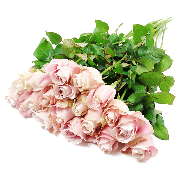 An elegant bundle of roughly two dozen long-stemmed pink roses is shown from a high angle, stretching diagonally across a crisp white background as if just placed down by a careful florist. The rose heads gather in a generous cluster at one end, presenting a tapestry of pastel tones that range from very pale blush to soft lavender-pink. Each bloom is at a slightly different stage, with many still tightly spiralled in the center, petals wrapped closely together, while a few have opened further to reveal their layered, rosette-like form. The velvety surface of the petals catches the light, giving the impression of softness you could almost feel, and the subtle shading toward the middle of each flower adds depth and dimension. Rich, dark green leaves emerge from behind the heads and along the visible stems, their smooth texture and defined veins offering a striking counterpoint to the delicate petals. The stems, gathered and aligned, run toward the opposite corner of the image, suggesting a hand-tied bouquet that could be easily lifted and placed into a vase after delivery. The lighting is bright but gentle, without harsh contrast, making the arrangement appear fresh, clean, and carefully composed. The overall mood is one of quiet elegance and comfort, the kind of refined pink rose bouquet often chosen as a sympathy gesture for families in Epping, whether for a memorial near the bustling High Street or a more private farewell in the surrounding countryside. It conveys love, remembrance, and a sense of calm that feels especially fitting at times of loss.