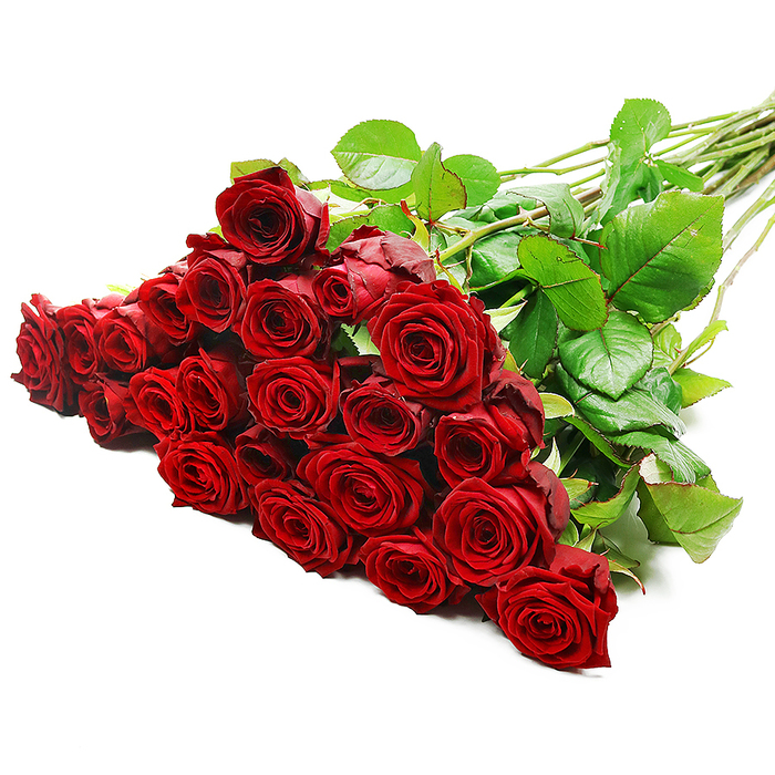 A striking display of long-stemmed red roses stretches across a clean white background, captured in a way that feels both luxurious and intimate, as though prepared moments ago in a small Epping flower shop. The bouquet, resting at a gentle diagonal from lower left to upper right, features what appears to be two to three dozen premium roses gathered tightly together so that the flower heads form a rich, velvety mass of dark crimson. Each blossom is at the perfect stage of opening: the inner petals remain snug and spiralled, while the outer layers gently flare outward, creating that classic, full rose shape associated with grand romantic gestures. The petals have a soft, satin-like sheen, and the lighting is bright and even, revealing the delicate undulations and fine edges of each curl, much as daylight coming through a window along Epping High Street would reveal the details in a freshly made bouquet. Nestled among the blooms are scattered dark green leaves, glossy and robust, adding natural contrast and framing the intense red tones. From the dense head of flowers, a fan of strong, straight green stems reaches out towards the right, their occasional thorns reminding you that these are real garden roses, freshly cut and full of life. The simplicity of the white background keeps the focus entirely on the flowers, enhancing the atmosphere of passion, reverence, and celebration. This is the kind of classic red rose arrangement chosen for anniversaries, Valentine's surprises, or heartfelt declarations, ready to be carried from a florist near Epping Station to a waiting loved one's door.