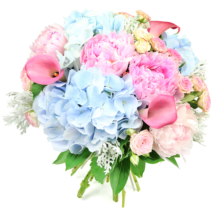 This image shows a sumptuous round bouquet set against a stark white backdrop, highlighting each blossom as though it were on display in a boutique florist window just off Epping High Street. The arrangement is densely packed, brimming with generous clusters of soft, powder-blue hydrangeas that form the main body of the design. Their countless, delicate florets overlap to create a cloud-like mass, giving the bouquet a dreamy, airy foundation. Beside and between them sit large, full-headed peonies in shades of pink that range from tender blush to near-fuchsia, their frilly, layered petals creating a luxuriant, almost feathery texture. Slim, trumpet-shaped calla lilies in bold coral-pink rise up through the softer blooms, introducing a sleek, contemporary line that draws the eye around the bouquet. Scattered throughout are smaller roses: pale pink spray roses with multiple tiny blossoms on each stem, and a few creamy yellow garden-style roses that add warmth and a hint of nostalgia, much like a well-loved garden in the quieter streets of Epping and Coopersale. The palette is cooled and refined by velvety, silvery-green dusty miller leaves, which peek between the blossoms, while deeper green foliage adds contrast and structure. The stems are neatly gathered and bound at the bottom, indicating a hand-tied creation freshly prepared for local delivery. The overall mood is celebratory and romantic, ideal for wedding bouquets, engagement parties, spring and summer celebrations, or any special occasion where an abundant, expertly crafted floral design expresses joy and heartfelt sentiment.