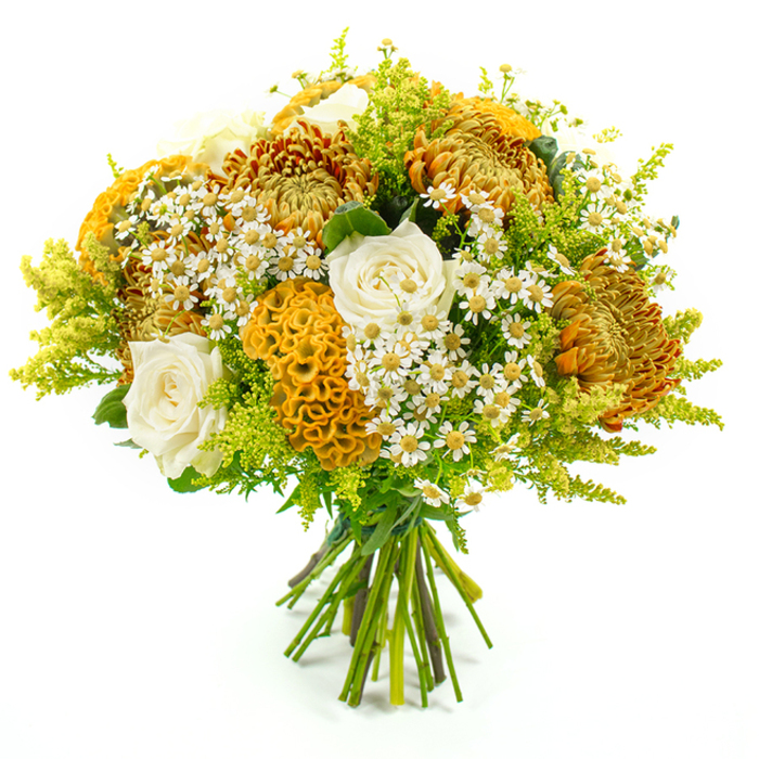 Against a clean white background, a lush, dome-shaped bouquet appears almost to glow with the layered colours of early autumn in and around Epping. At its core, generously sized chrysanthemums in shades of deep golden orange, rusty copper, and warm honey create a rich, textural centrepiece, their many slender petals overlapping in intricate, almost feathery formations. These bold blooms are softened by the inclusion of creamy white roses, placed thoughtfully throughout the arrangement; their smooth, spiralling petals cup inward, lending a refined, romantic note that contrasts beautifully with the rugged, almost wild character of the chrysanthemums. Flowing through the bouquet are several yellow-orange celosia stems, their unmistakable crested, coral-like shapes adding a sculptural twist and a velvety, touchable quality. Between these focal flowers, countless tiny white daisy-like florets with lemon-yellow centres gather in airy clusters, lightening the palette and evoking the informal charm of wild chamomile scattered along the paths by Epping Forest. Surrounding and supporting every bloom is a generous halo of lime-green solidago and mixed foliage, some feathery and fine, others with broader leaves, all contributing volume, freshness, and a sense of movement, as if a gentle breeze were passing through the bouquet. The stems are left long and natural, carefully aligned and bound at the base with green florist's tape to form a classic hand-tied shape, ready to slip into a vase at home. This composition feels both polished and relaxed, perfect for seasonal gifting, a cosy dinner table in an Epping cottage, or as an uplifting, nature-inspired accent on an office desk near the station.
