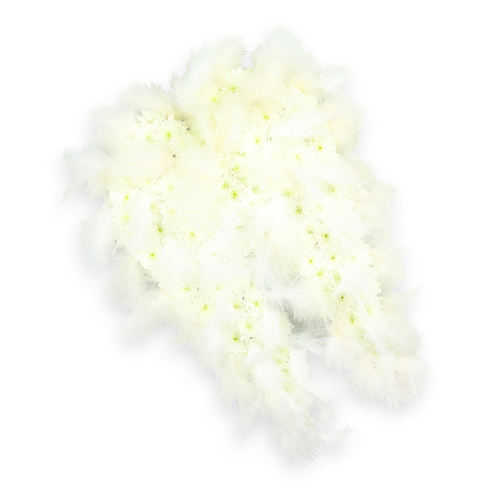 This image presents a graceful pair of angel wings created as a formal funeral tribute, meticulously arranged in soft white tones that evoke purity and calm. The inner surface of each wing is built from tightly massed, small white flowers, likely miniature chrysanthemums or spray carnations, laid so closely together that they form a plush, almost quilted texture. Each delicate bloom is distinct, with many featuring a faint light green or pale lemon centre that brings gentle contrast and a sense of living freshness to the design. Around this floral heart, the outer edges of the wings are framed with generous sweeps of airy white feathers, layered to follow the natural curve from broad base to tapered tip. The feathers look fluffy and weightless, their fine strands slightly separated, creating an impression of softness that you can almost feel under your fingertips. Set against a clean white background, the wings stand out clearly, with a subtle drop shadow adding depth and suggesting a quiet, poised stillness. The composition is simple yet deeply symbolic, conveying ideas of angelic protection, spiritual ascent, and tender farewell. It is the kind of tribute families in Epping might select when arranging a service at a local church or crematorium, wanting something that speaks of peace and eternal rest without harsh colour or clutter. Crafted with care, this angel wing arrangement reflects the sensitivity and skill of an experienced florist, offering a dignified and comforting expression of sympathy for a much-loved soul.
