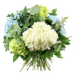 A full, rounded bouquet of hydrangeas and foliage is captured against a spotless white backdrop, evoking the gentle calm of a quiet morning stroll near Epping Forest. The eye is immediately drawn to the central hydrangea head, a sumptuous mound of creamy white florets packed so closely together that they resemble a billowing cloud. Radiating around this heart are several lush clusters of pastel sky-blue hydrangeas, their petals softly ruffled and delicately shaded, like the reflection of a clear Essex sky after rain. Tucked among them are rounded blooms of pale lime and chartreuse hydrangeas, their fresh green tones bringing an energising brightness that keeps the arrangement feeling modern and alive. Interlaced through these generous flowers is an artfully chosen mix of foliage. Silvery eucalyptus sprays, with their distinctive rounded leaves, arc elegantly in and out of the hydrangea heads, adding both texture and a cool, misty green hue. Deeper, glossy green leaves fill the spaces between, creating shadows and structure that allow each bloom to stand out. The long stems are gathered neatly at the base in a classic hand-tied finish, as if prepared moments ago by an experienced florist ready to deliver across Epping and the surrounding lanes. The clean white background lets the subtle variations in colour and petal shape show clearly, making every gradient of blue, white, and green visible. This arrangement feels ideal for marking a milestone birthday, an understated anniversary, or simply bringing a sense of peace and fresh garden air into a home near the station or along Theydon Road.