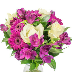 I aimed to blend classic elegance with a lively pop of color in this tightly gathered bouquet shown against a clean white background. Creamy white roses-each petal layered and plush-sit at the heart of the arrangement, their scent faintly sweet and crisp like cut stems in cool morning air. Interspersed around them are vivid purple-pink Gerbera daisies whose bold, cheerful faces radiate outward, delivering an immediate burst of energy that lifts the composition. Sprays of deep purple Alstroemeria weave between the larger blooms, their trumpet-like petals and tiny speckles introducing fine, intricate detail that reads as movement and texture. The foliage is deliberately varied-shiny broad leaves nestle close to the blooms while slimmer, sword-like greens provide structure and flow-creating a rounded, full silhouette that feels freshly gathered from a local market stall. A subtle hint of a clear glass vase at the base grounds the bouquet, letting the stems show through and giving a sense of understated, classical presentation. Under soft, diffused light the contrast of ivory petals and saturated magenta feels refreshing, like a spring morning in Epping Forest after rain; the arrangement is designed to brighten a bedside table or to convey warmth at a small celebration. Thoughtfully arranged and fresh to the touch, this bouquet is perfect for sending encouragement, thanks, or congratulations to someone across town, embodying both refined taste and everyday joy in a single, fragrant design.