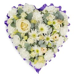 Set against a clean white background, this heart-shaped floral tribute appears almost to glow with calm, reflective light, as if prepared in a quiet room before a service in one of Epping's local chapels. The entire heart is densely padded with white and cream blooms, giving an impression of softness and comfort, like a cushioned embrace for a cherished memory. At the centre, a single creamy white rose opens gracefully, each petal unfurling in a gentle spiral that draws the eye inward and invites a moment of stillness. Surrounding it, plump white carnations with their finely frilled petals add generous volume, creating a pillowed effect along the curves of the heart. Among them, white chrysanthemums with slender, slightly spiky petals and small daisy-like flowers introduce a delicate texture and a subtle play of shadows. Tucked between the larger blossoms are petite cream roses and budding lisianthus, their partially closed heads suggesting tenderness and a life held dear. Silvery eucalyptus foliage weaves quietly through the design, its blue-green tones offering a cool counterpoint and hinting at fresh, clean woodland air, much like the paths edging Epping Forest on a still morning. Encircling the entire arrangement, a rich purple ribbon forms a gently ruffled border, tracing the heart's outline with a solemn yet comforting band of colour. This thoughtful funeral heart, the kind often chosen for local services and graveside tributes, speaks softly of remembrance, respect, and enduring love, offering a serene floral presence during moments of farewell.