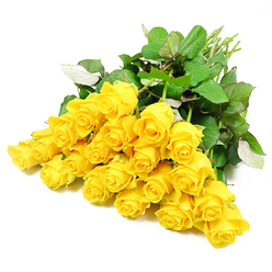 Spread gracefully across a pure white background, approximately twenty-four long-stemmed yellow roses create a soft, sunlit focal point that feels both peaceful and reassuring, like an early morning walk through Epping Forest. The blooms form a gentle arc, their heads clustered closely together while the stems stream away to one side, as if the bouquet has just been laid down in a moment of quiet reflection. Each rose varies slightly in openness: some hold their petals in a tight spiral, while others begin to loosen into layered cups of golden yellow, catching the light and giving the arrangement a subtle glow. Deep green leaves, full and healthy, weave between the blossoms, with occasional flashes of lighter green where a leaf edge curls or tilts, adding a natural rhythm and movement to the composition. Against the flawless white backdrop, there are no distractions-only the sincerity of the flowers themselves, offering gentle warmth rather than bright celebration. The scene feels especially fitting for expressing sympathy or compassion to a family in Epping, perhaps near Bell Common or around Theydon Bois, when you want to share support without overpowering the moment. The roses seem to radiate calm, suggesting a tender fragrance that drifts softly rather than announcing itself, like a whispered message of comfort. This visual of yellow roses captures the balance between remembrance and hope, making it an eloquent companion to condolences, memorial tributes, or thoughtful gestures during difficult times.