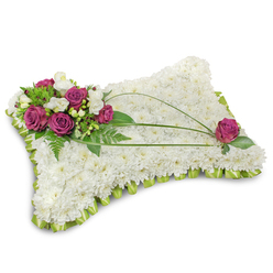 Presented against a pure white backdrop with a delicate shadow, this pillow-form sympathy arrangement reads like a soft, reverent gesture - a dense, cushion-like bed of hundreds of small white chrysanthemums whose tightly clustered petals create an almost cloud-like surface. The white chrysanthemums speak of peace and purity, their texture suggesting the gentle weight of a resting place. In the upper left, a composed spray of rich magenta or deep fuchsia roses provides a warm, emotional counterpoint; their velvety petals unfurl with a quiet dignity and are gently punctuated by slender white freesia or creamy lisianthus blooms that lend an airy fragrance and fragile brightness. A lush mix of green foliage - including detailed fern fronds and brighter glossy leaves - frames and supports the accent cluster, giving the arrangement depth and a living backdrop. Across the pillow several elegant arches of long, green bear grass sweep toward the opposite side, introducing movement and a calming rhythm to the design. A single magenta rose near the lower right mirrors the upper cluster, thoughtfully anchoring the composition and suggesting balance and remembrance. The lime-green satin ribbon folded around the perimeter creates a soft ruffled border, neatly finishing the piece and adding a subtle, hopeful colour note. The overall impression is of a carefully made tribute meant to offer comfort and honor a life remembered, suited to formal funeral settings or intimate memorials in and around Epping, where local families often choose seasonal, classic sympathy pieces.