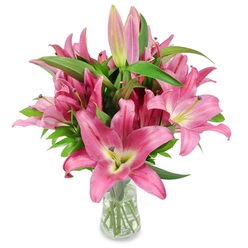 Arranged with the eye of a neighbourhood florist, this vibrant pink lily bouquet stands upright in a clear glass vase against a crisp white studio surface, each blossom presented with careful intention. A generous cluster of oriental lilies unfolds in luxurious fuchsia and rosy pink hues, petals curving back to expose soft, creamy yellow-green throats that graduate to chartreuse near the base-a delicate colour shift that draws the eye inward. Dark burgundy stamens, heavy with golden pollen, create a dramatic centrepiece within each open bloom, while smooth, fruit-like petals reflect a subtle sheen under the lighting. Scattered among the open flowers are numerous buds at varied stages-from tight, pale-pink ovals to deeper-mauve orbs with green tips-promising gradual unfolding and extended enjoyment. Robust, glossy green leaves with their characteristic lance shape cradle the blooms and add a structural, verdant backdrop against which the pinks read even more vivid. The clear vase, with visible water and trimmed stems, highlights freshness and straightforward elegance. As a local touch: I picture this arrangement on a mantel on Epping High Street or beside a window overlooking Epping Forest; the scent and colour recall market mornings at the town centre. Prepared by a practiced hand for both celebration and quiet comfort, this bouquet-available for local delivery across Epping and nearby Theydon Bois and Loughton-is a refined, sensory-forward gift that radiates both cheer and considered craftsmanship. (Flowers Epping)