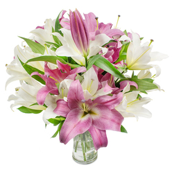 An abundant bouquet of oriental lilies, presented against a stark white backdrop, balances pristine creamy whites with rich magenta-to-fuchsia blossoms in a way that feels both luxurious and approachable. The florist's craft is evident: many flowers are fully open, their broad, silky petals curling into trumpet and star-like profiles that reveal prominent stamens and soft anthers, while several tight buds rise above the mass of blooms, signalling lasting freshness. The white lilies have a gentle wash of pale yellow-green at their throats, lending warmth, while the pink lilies display velvety tones with lighter veins and occasionally a creamy centre, creating depth and visual movement. Deep green, lance-shaped leaves weave through the arrangement, their glossy texture and pointed tips providing contrast and structure. A clear glass vase anchors the design at the bottom centre; through the transparent sides you can see the neatly trimmed stems resting in clean water, a small but honest detail about care and quality. The overall lighting is bright and even, highlighting the petal edges and the delicate gradients of colour and texture, and one can almost imagine the lilies' sweet, lingering scent filling a sunlit kitchen. As an Epping-flushed piece-perfect for a cottage near Station Road or a flat off Bury Lane-this bouquet is the kind of thoughtful gift Flowers Epping prepares for weddings, anniversaries, or simply to bring a moment of calm to someone's day.