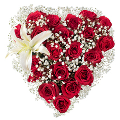 Set against a clean, white studio background, this lush, heart-shaped arrangement reads as a concentrated expression of love. The body of the heart is built from dozens of deep crimson roses whose velvety petals curl in layered spirals; some are tightly furled, others fully opened, creating a rhythm of light and shadow across the surface. Tiny clusters of white baby's breath (Gypsophila) are woven generously throughout and around the roses, creating a cloud-like softness that brightens the intense red and gives the heart a gently diffused edge. Anchoring the upper-left curve is a solitary white lily, its broad petals pure and satiny with a faint wash of creamy yellow near the center and distinct yellow-orange stamens that punctuate the composition. The white backdrop isolates every detail-the roses' plush textures, the lily's sculptural form, and the delicate scatter of gypsophila-so the eye rests on both contrast and harmony. This piece feels carefully rehearsed but naturally lyrical, the sort of bouquet you might send for an anniversary, a romantic apology, or a dignified expression of remembrance. As a local florist familiar with Epping and its rhythms-from morning deliveries to the High Street to quiet afternoons near Epping Forest-I picture these blooms assembled in our workshop with freshly cut flowers sourced that morning, ready for delivery across Epping and nearby villages. The scent is a soft perfume of roses with a hint of lily spice; the overall impression is polished, heartfelt, and quietly skilled-an emblem of floral craft held together by thoughtful placement and local attention.