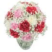 A radiant floral bouquet sits in clear focus, crowned by layers of rich crimson, soft pink, and snowy off-white carnations, each bloom adorned with ruffled, tactile petals that capture the eye and suggest a plush, gentle touch. Between the stately carnations, fine sprays of cloudlike baby's breath (gypsophila) create the impression of mist or morning dew, softening the outline of the bouquet and imbuing it with a sense of airy movement. Arranged into a bountiful, rounded form and set within a simple clear glass vase, the stems below can be glimpsed through pristine water, grounding the arrangement in freshness and vitality. Illuminated by natural light, the bouquet glows against a stark white background, allowing every hue to shine-much like a cheerful window display on Epping's High Street, welcoming in the day. There's a feeling of celebration woven through the composition, making it a perfect choice for heartfelt wishes or special events-a birthday up near Lindsey Street, or an anniversary in a sunlit dining room at home. The gentle, spicy fragrance lingers, conjuring memories of open countryside and blooming gardens unique to the Epping area. With its thoughtful artistry and local charm, this arrangement is an uplifting gesture, ready to bring comfort, beauty, and a touch of luxury wherever it's delivered.