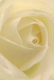 Immersing yourself in the core of this Epping-crafted rose, you are enveloped by waves of creamy ivory petals, each seemingly kissed by the gentle presence of morning dew. The petals unfurl with subtle drama, inviting touch-feathery and matte, with an almost luminous translucence that shifts beneath soft, shifting light. Delicate shadows accentuate the natural spiral, adding both depth and quiet movement, much like the peaceful moments found walking through Epping's quiet lanes at dawn. The overall mood is one of serene reflection, making it a fitting emblem for memorials, gentle tributes, or beginnings that deserve reverence in our community. The understated fragrance, imagined as barely-there and sweet, echoes the artistry and care poured into each arrangement by the skilled hands at local Epping florists. With each petal's perfect placement and silky surface, this rose captures not only the visual beauty but also the heartfelt emotion behind giving or receiving such a meaningful local bloom.