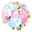 A full, rounded bouquet is captured against a crisp white background, its colours and textures bringing to mind a gentle spring afternoon in Epping. The dominant blooms are generous blush pink peonies, their many ruffled petals opening wide in layered spirals, suggesting plush softness and a sense of abundant romance. Intertwined with these peonies are large, cloud-like clusters of sky blue hydrangeas, each head composed of countless tiny blossoms that together create an airy, voluminous effect. Scattered throughout the composition are petite spray roses in soft blush and pale buttery yellow; some appear as tight, hopeful buds, while others are just starting to unfold, adding intricate detail and a feeling of quiet movement. Rising gracefully above and between the rounder flowers, a few hot pink calla lilies curve with smooth, sculptural lines, their polished, funnel-shaped blooms introducing a bolder, contemporary touch. Around the base and peeking between the petals, silvery Dusty Miller foliage, with its velvety, frosted leaves, mingles with darker green accents, giving the bouquet cool contrast and added texture. The arrangement feels carefully considered and artfully balanced, reflecting the skill of a local florist familiar with elegant occasions across Epping, from intimate dinners at home to celebrations near the forest edge. It radiates tender joy and thoughtful sophistication, ideal for expressing love on an anniversary, sending best wishes for a milestone birthday, or brightening a quiet corner of a home anywhere in the CM16 area with fresh, pastel beauty and a soft, floral scent.