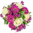 Seen from directly above against a clean white backdrop, this generously rounded bouquet reads as a study in joyful contrast and careful balance. At its centre sit creamy ivory roses, each one a soft spiral of velvety petals that suggest a gentle, familiar perfume-like tea and warm butter-opening into quiet refinement. Around them, bold magenta gerbera daisies fan their densely packed petals in flat, sun-like faces; their darker central discs anchor the composition and give the eye a lively place to rest. Interspersed among these are deep plum-toned alstroemeria (Peruvian lilies), their delicate trumpet shapes and occasional freckled markings adding a fine, almost exotic texture that plays off the roses' smoothness and the gerberas' theatricality. A variety of lush green foliage-broad glossy leaves, slender variegated stems and feathery filler-fringes the blooms and lifts the colours so the ivory, royal mauve and radiant fuchsia read vividly against the white. The lighting is soft and clear, emphasising petal contours and the slightly waxy sheen of the leaves, while the compact, circular build feels intimate and abundant. As a florist I imagine this arrangement sitting on a kitchen table after a walk through Epping Forest, or arriving on Epping High Street to mark a birthday, anniversary or simple act of thanks. It conveys celebration without ostentation: freshness, texture and a composed sense of joy. The bouquet's mix of classic roses and playful gerberas makes it equally suited to a formal thank-you or a 'just because' surprise, promising both scent and cheer when brought into a home.
